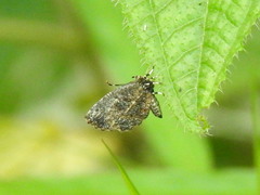 Logania marmorata damis