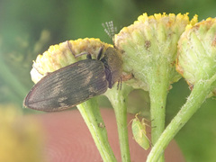 Prosternon tessellatum