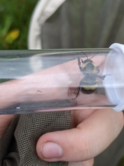 Bombus sandersoni