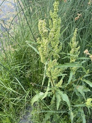 Rumex pseudonatronatus