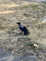 Corvus cornix