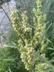 Rumex pseudonatronatus