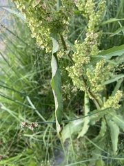 Rumex pseudonatronatus