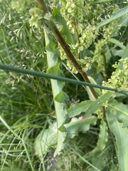 Rumex pseudonatronatus
