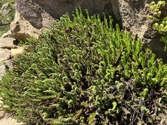 Polystichum lemmonii