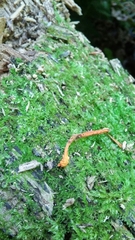 Ophiocordyceps variabilis