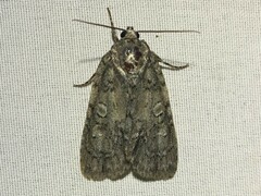 Acronicta immodica