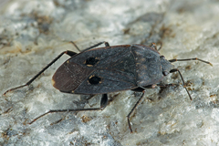 Graptopeltus validus