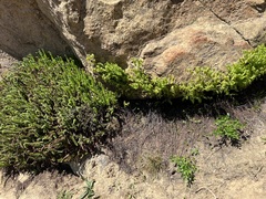 Polystichum lemmonii