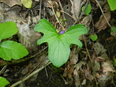 Viola palmata