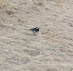 Motacilla alba yarrellii
