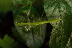 Cotigaonopsis providenceae