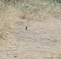 Motacilla alba yarrellii