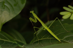 Cotigaonopsis providenceae