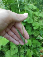 Phleum pratense