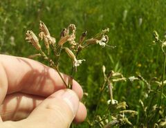 Silene viscosa