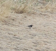 Motacilla alba yarrellii