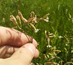 Silene viscosa