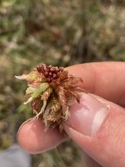 Sphagnum magellanicum