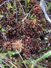 Sphagnum magellanicum