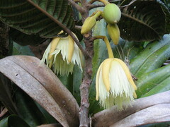 Elaeocarpus geminiflorus