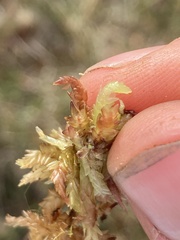 Sphagnum magellanicum