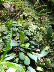 Elaphoglossum hurlimannii
