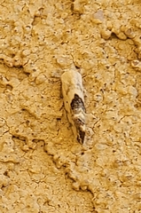 Ponometia tripartita