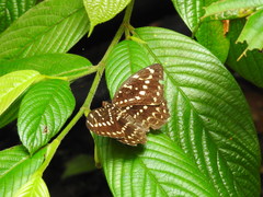 Lexias canescens pardalina