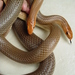 Red-spotted Beaked Snake - Photo (c) batwrangler, some rights reserved (CC BY-NC-ND)