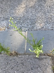 Erigeron