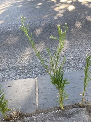 Erigeron