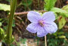 Erodium gruinum
