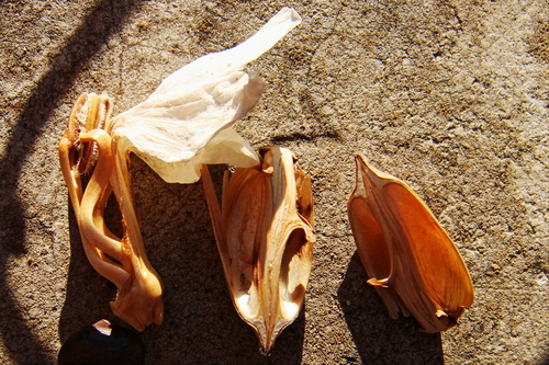 Acanthus mollis