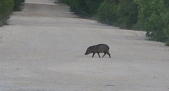 Pecari tajacu nanus
