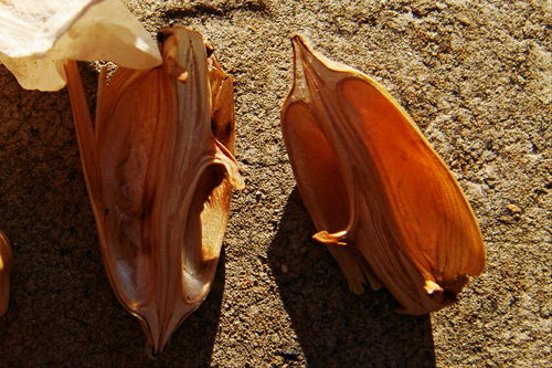 Acanthus mollis