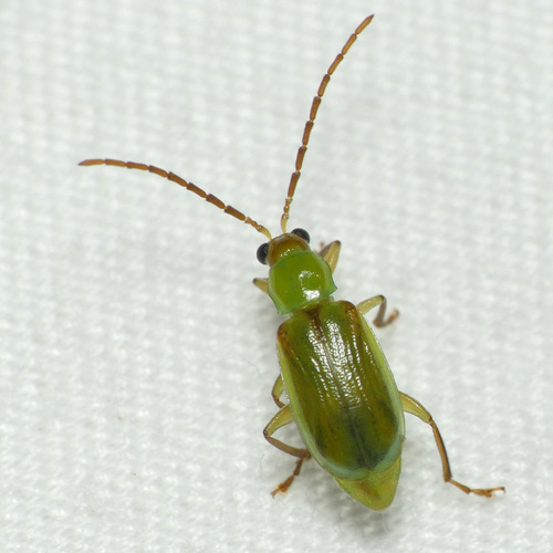 Diabrotica barberi R.F.Smith & Lawrence, 1967