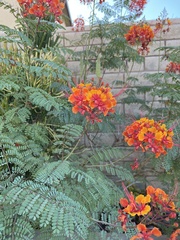 Caesalpinia pulcherrima