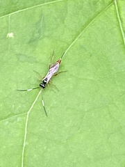 Mesostenus thoracicus