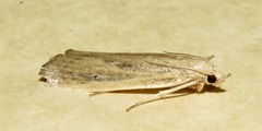 Thopeutis forbesellus