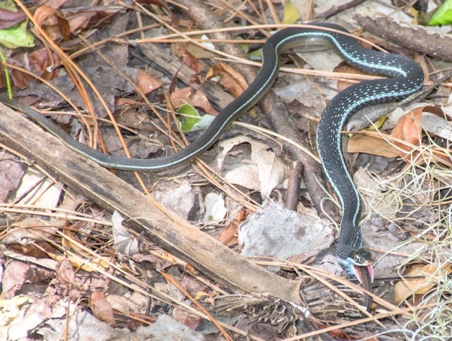 Blue-striped Ribbon Snake from St. Marks Nat'l Wildlife Refuge, Florida ...