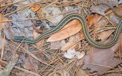 Thamnophis sirtalis similis