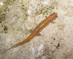 Desmognathus apalachicolae