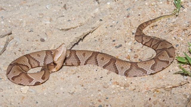 Eastern Copperhead in May 2021 by John Serrao · iNaturalist