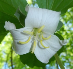 Trillium catesbaei