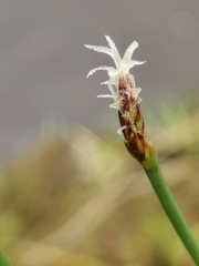 Eleocharis multicaulis