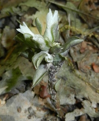 Obolaria virginica