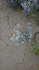 Achillea maritima