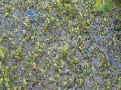 Hydrobasileus croceus