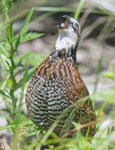 Northern Bobwhite, Merritt Island National Wildlife Refuge, Titusville, FL, USA, photo 8 of 10